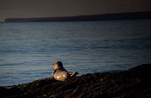 Full Day Snæfellsnes Peninsula Tour, Lava Fields, Seals and Caves