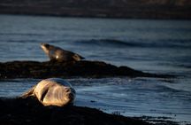 Full Day Snæfellsnes Peninsula Tour, Lava Fields, Seals and Caves