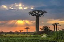 Tsingy and Kirindy and Av EN ue des Baobabs Belo sur Mer in 7 Days