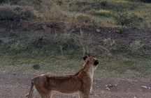 Nairobi National Park, Baby Elephant & Giraffe with Entry Fee