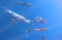 Snorkeling with Mobulas in La Ventana Bay Round trip from La Paz