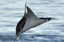 Snorkeling with Mobulas in La Ventana Bay Round trip from La Paz