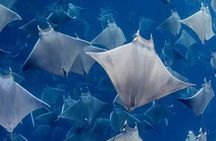 Snorkeling with Mobulas in La Ventana Bay Round trip from La Paz