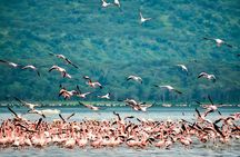 Half Day Tour To Lake Nakuru National Park Private From Nakuru