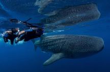 Whale Shark Wonder Tours From Cancun