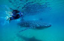 Whale Shark Wonder Tours From Cancun