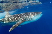 Whale Shark Wonder Tours From Cancun