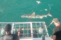 Gansbaai Shark Cage Diving with surface air available 
