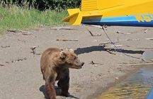 Brooks Falls Bear Viewing