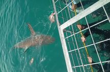 Gansbaai Shark Cage Diving with surface air available on request