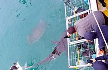 Gansbaai Shark Cage Diving with surface air available on request