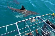 Gansbaai Shark Cage Diving with surface air available on request
