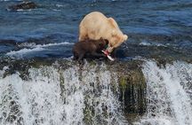 Brooks Falls Bear Viewing