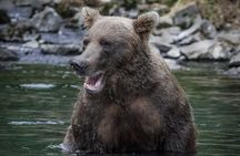Brooks Falls Bear Viewing