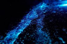 Cayman Bioluminescent Bay Night Tour