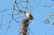Birding for beginners