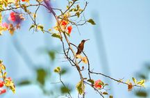 Birding for beginners