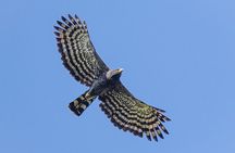 Birding for beginners