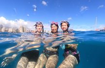 Turtle Canyon Snorkel * Turtles guaranteed!!!