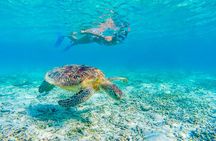 Waikiki: 2 hours - Turtle Canyon Snorkeling Adventure