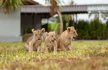  Lion Land Phuket Entry Ticket with Private Hotel Transfer
