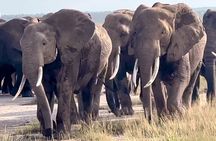 2 Days Endless Adventure Safari at Amboseli (Mid Range Tour)
