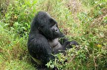 1 Day Uganda Gorilla Trekking at Mgahinga National Park