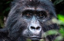 1 Day Uganda Gorilla Trekking at Mgahinga National Park