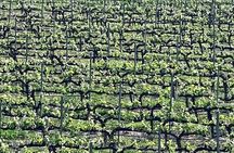 Shared Temecula Wine Tour from Tustin