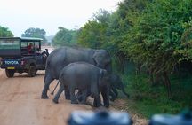 Yala 4h Jeep Safari: Guided Wildlife Experience (All Inclusive) 