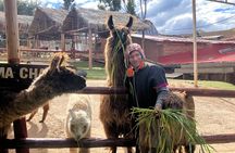 Visit Camelids Centre in Cusco