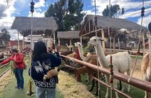 Visit Camelids Centre in Cusco