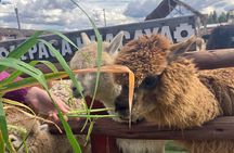 Visit Camelids Centre in Cusco