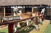 Visit Camelids Centre in Cusco