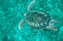 Full day EN Catamaran Martinique Dolphins and Turtles