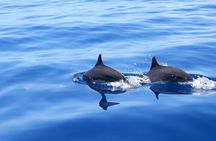 Full day EN Catamaran Martinique Dolphins and Turtles