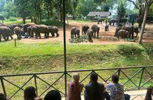 Udawalawe Elephant Safari: 3h Jeep Adventure (All Inclusive)