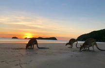 Ultimate Whitsundays Wildlife Experience: Platypus & Kangaroos