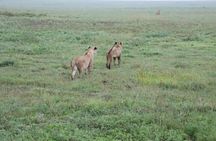 5-Days Private Mid-range Safari