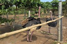 Bora Bora Wildlife Park Half Day Tour in Diani