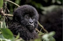 1 Day Gorilla Trekking in Volcanoes NP From Kigali