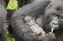 1 Day Gorilla Trekking in Volcanoes NP From Kigali
