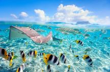 3 Islands Tour Swim with Pigs Turtles Snorkeling and Lunch