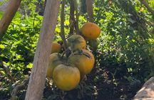 Al Aaila Farm Moroccan Natural And Healthy Cooking Experience