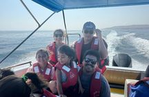 From Lima Tour to Paracas and Huacachina Oasis and Ballestas Islands 