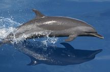 Marine mammal watching: dolphins and whales in Huatulco