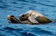 Marine mammal watching: dolphins and whales in Huatulco