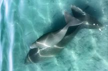 Island Life Adventures | A Day at Dirk