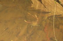 La Fortuna Educational Night Walk