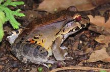 La Fortuna Educational Night Walk